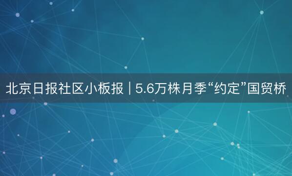 北京日报社区小板报 | 5.6万株月季“约定”国贸桥